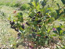 aronia Viking