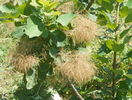 cotinus coggyria