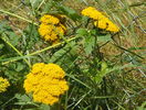 achillea