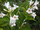 weigela candida