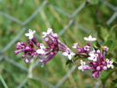 syringa superba