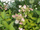 hydrangea Early Sensation