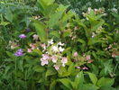 hydrangea Early Sensation