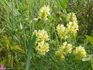 linaria vulgaris