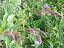 persicaria autohtona