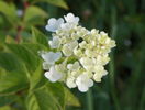 hydrangea Sundae Fraise