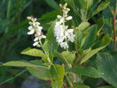 clethra alnifolia alba