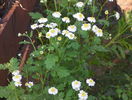 tanacetum parthenium