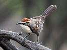 elemente-cheie-ale-limbajului-uman-a-fost-descoperite-in-palavrageala-unor-pasari-18508850