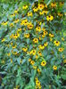 rudbeckia triloba