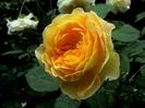 TIMPUL ROZELOR (59)