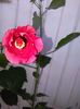 IMG_20150804_092854