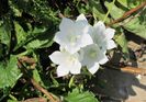 campanula persicifolia Alba