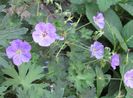 geranium rozanne