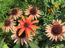 Echinacea Hot Lava