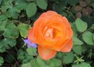 Lady Emma Hamilton