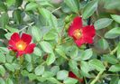 Bienenweide Rot