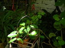 DSCN3663
