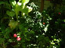 DSCN3664