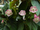 DSCN3682
