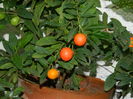 DSCN3703