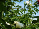 DSCN3731