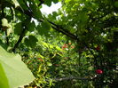 DSCN3749