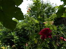 DSCN3766