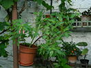 DSCN3366