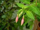DSCN3370