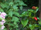 DSCN3386