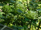 DSCN3398