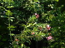 DSCN3401