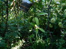 DSCN3411