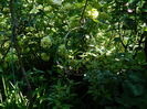 DSCN3412