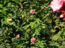DSCN3433