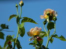 DSCN3447