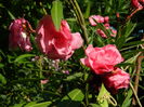 DSCN3449