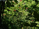DSCN3454