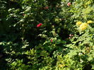 DSCN3460