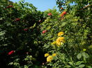 DSCN3461