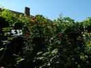 DSCN3462
