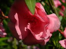 DSCN3501