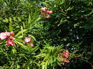 DSCN3503