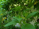 DSCN3511