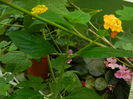 DSCN3519