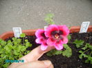 PICT2362