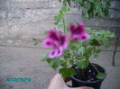 PICT2356
