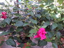 DSC03012