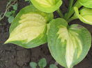 hosta "dance with me"